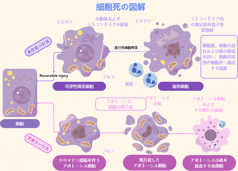 細胞死　図解