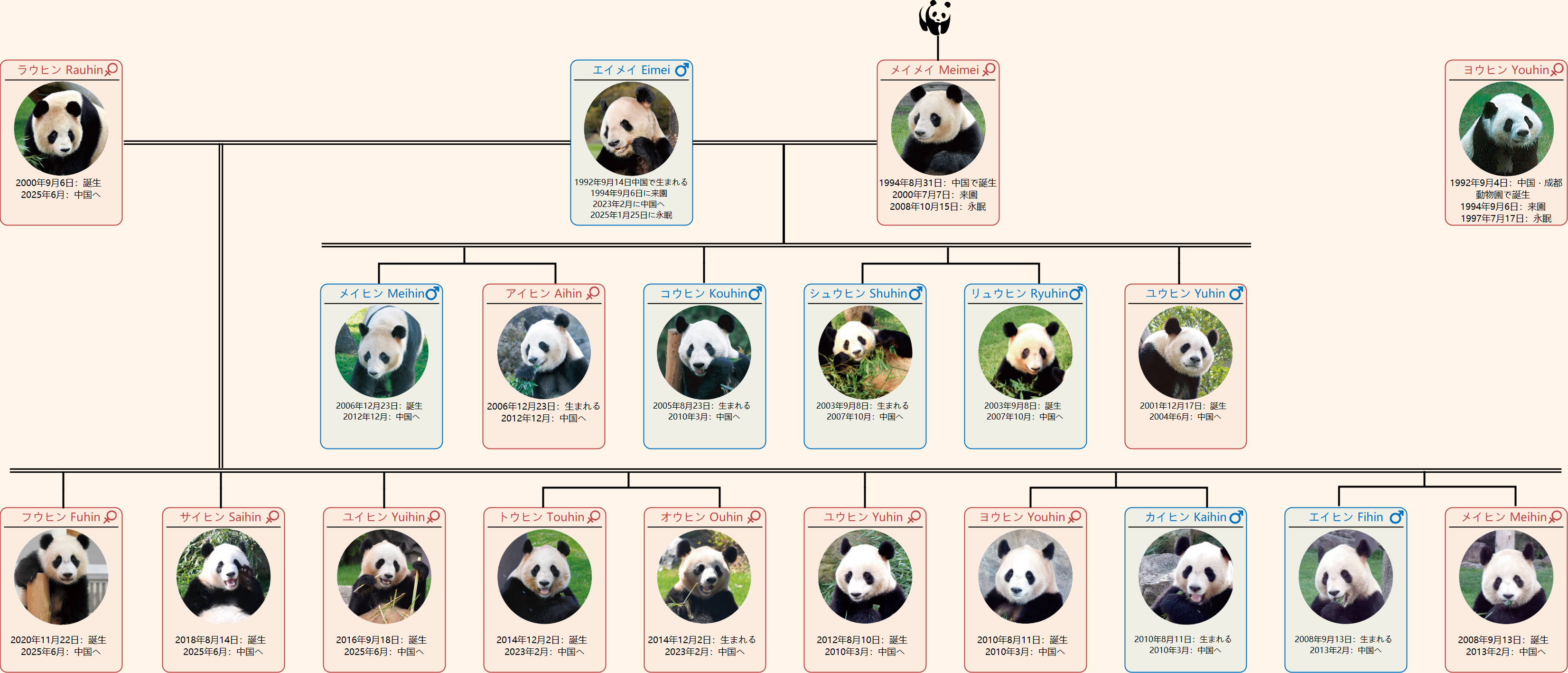 日本パンダ家系図