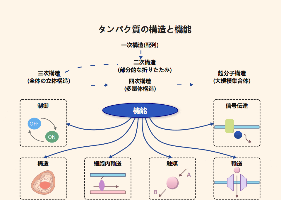タンパク質　構造