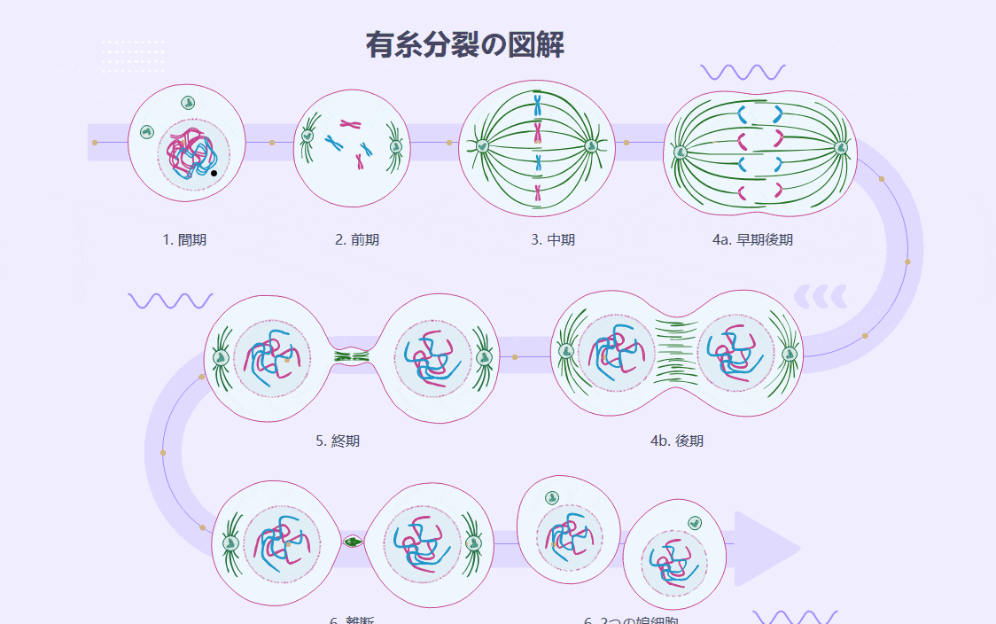 有糸分裂の図解