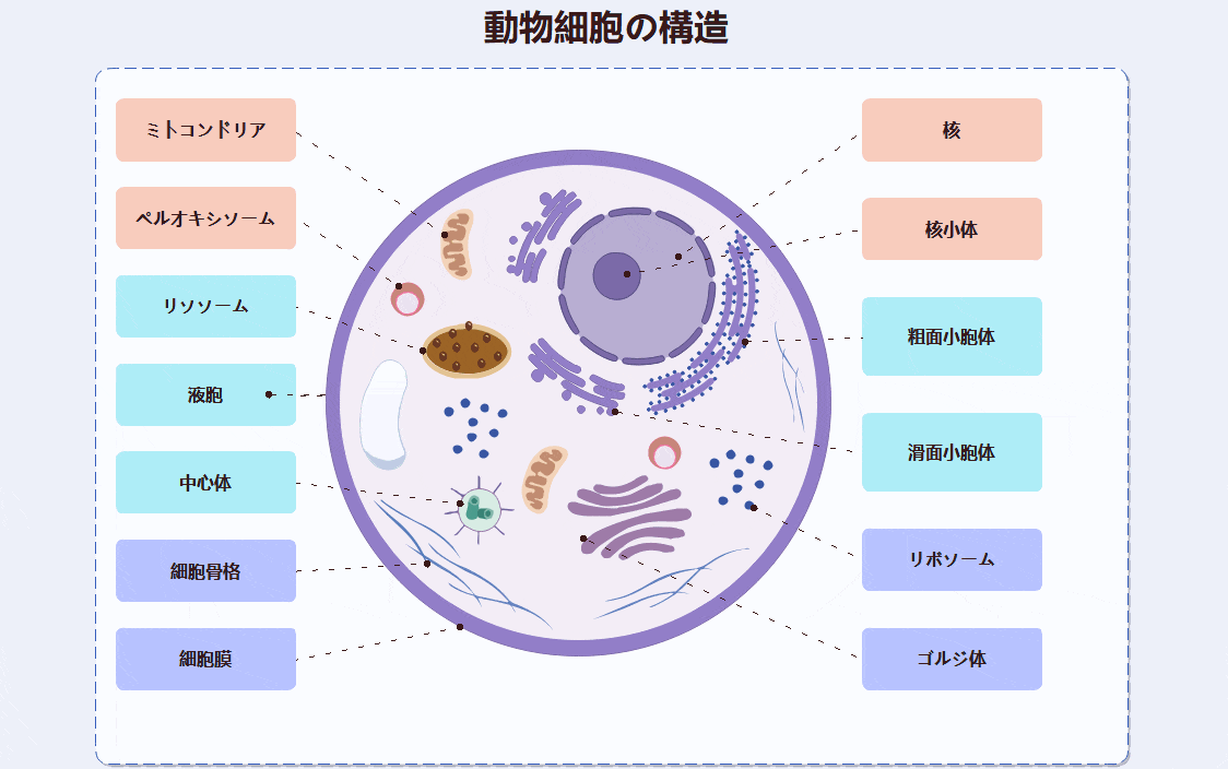 動物細胞モデル