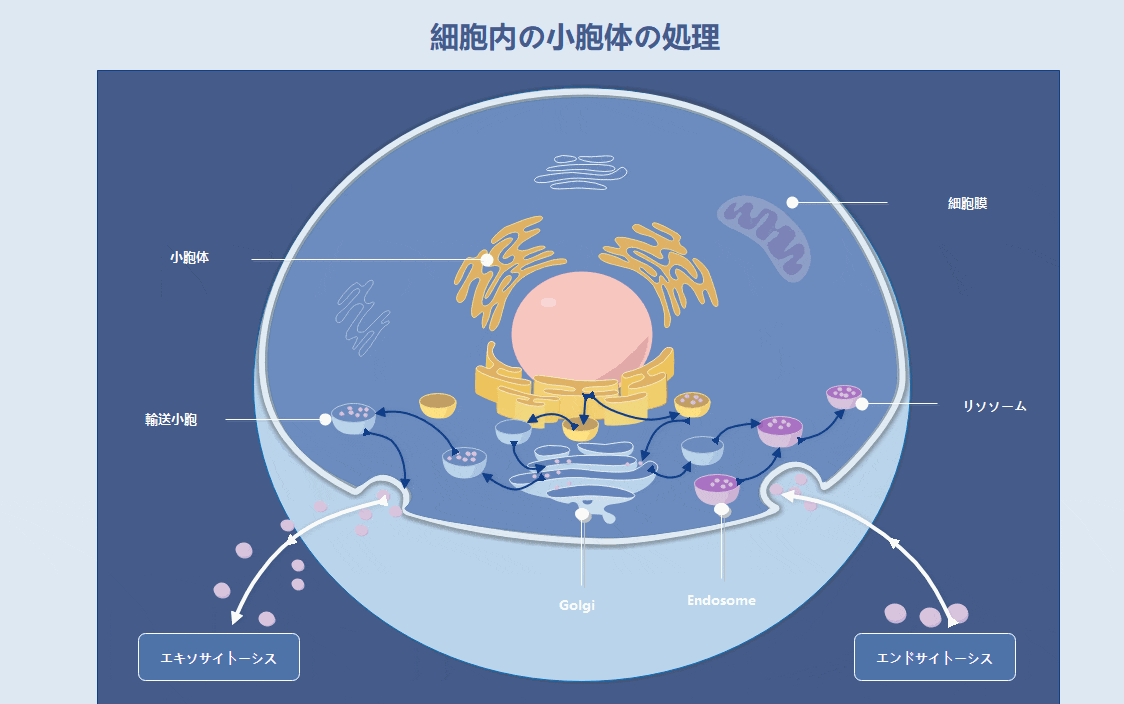 細胞内膜系の図解