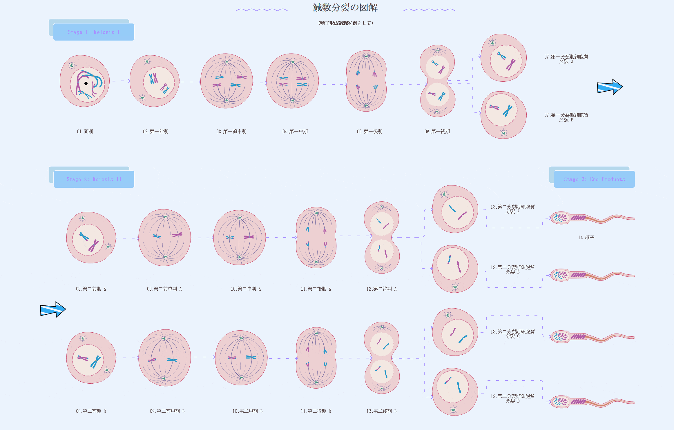 減数分裂の図解