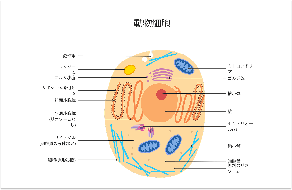 動物細胞のイラスト