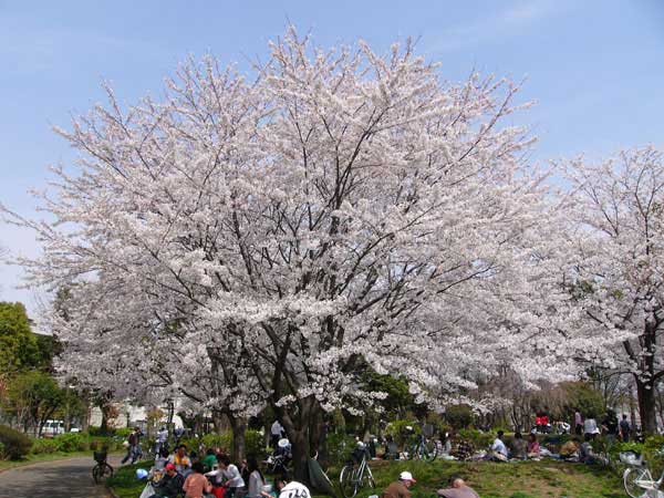 桜の撮影