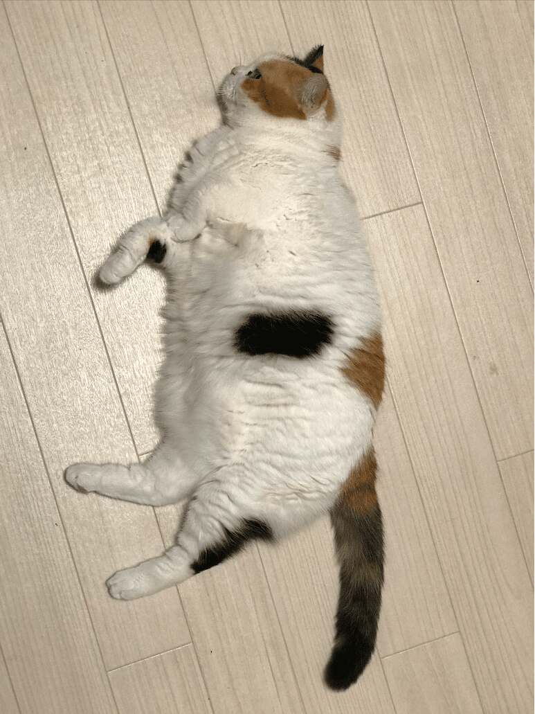 スマホで写真の背景を削除する方法